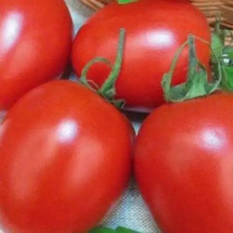 Early varieties of tomatoes