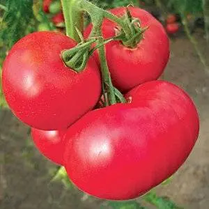 Early varieties of tomatoes