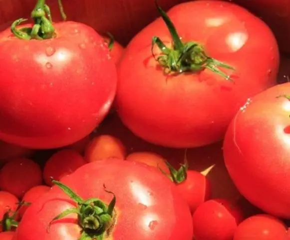 Early varieties of tomatoes