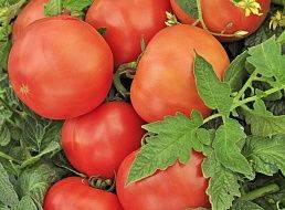 Early varieties of tomatoes