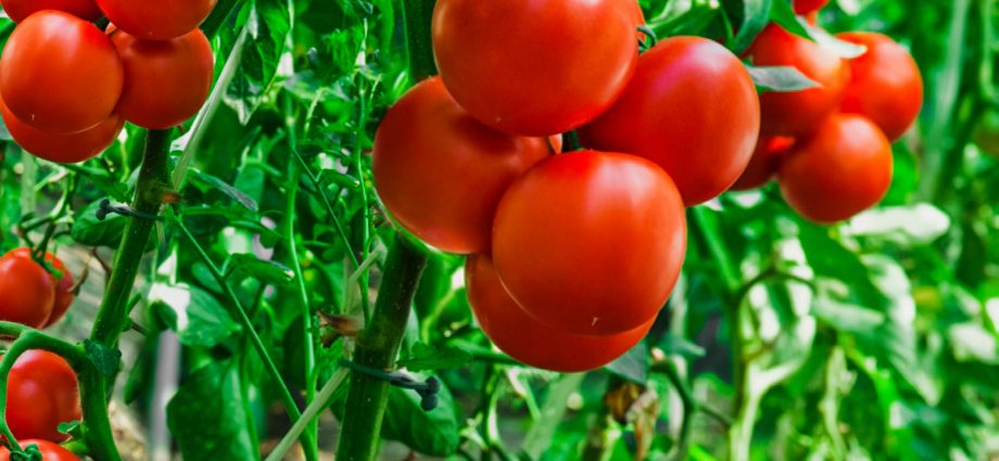 Early varieties of tomatoes