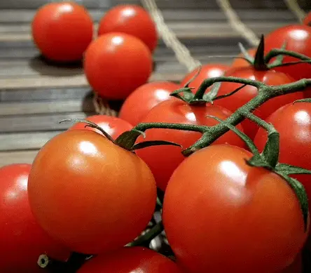 Early varieties of tomatoes for a polycarbonate greenhouse