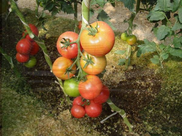 Early varieties of tomatoes for a polycarbonate greenhouse