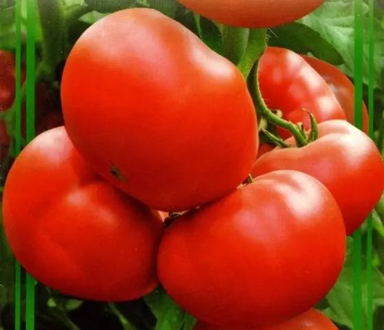 Early varieties of tomatoes for a polycarbonate greenhouse