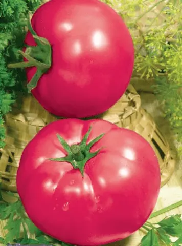 Early varieties of tomatoes for a polycarbonate greenhouse