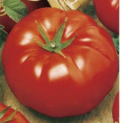 Early varieties of tomatoes for a polycarbonate greenhouse