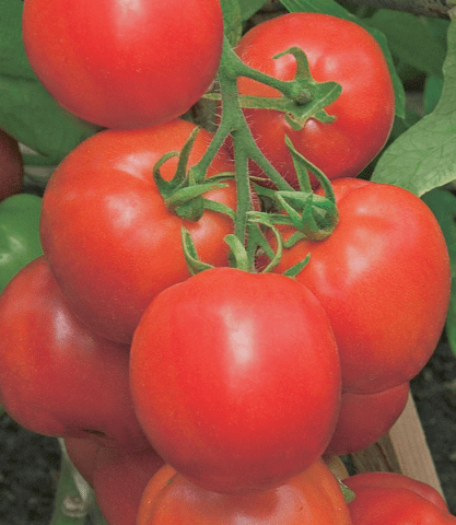 Early varieties of tomatoes for a polycarbonate greenhouse