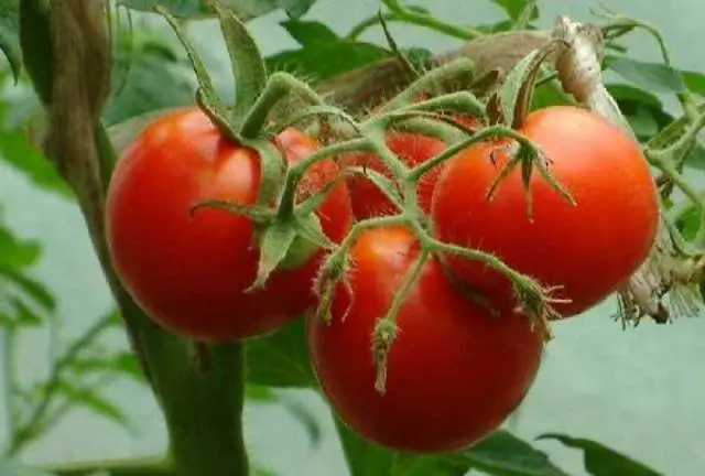Early varieties of tomatoes for a polycarbonate greenhouse
