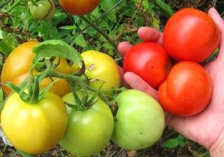 Early varieties of tomatoes for a polycarbonate greenhouse