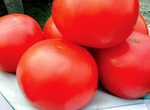 Early varieties of tomatoes for a polycarbonate greenhouse