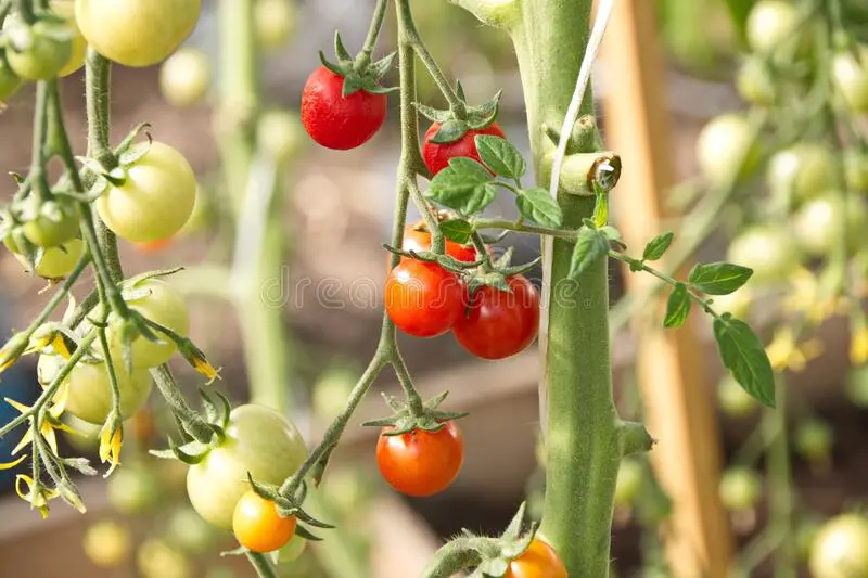 Early varieties of tomatoes for a polycarbonate greenhouse