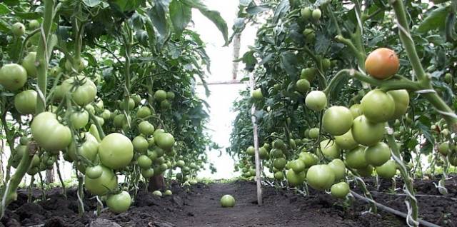 Early varieties of tomatoes for greenhouses