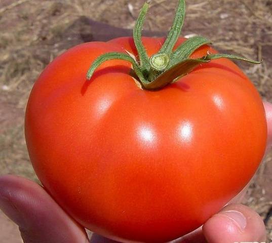 Early varieties of tomatoes for greenhouses