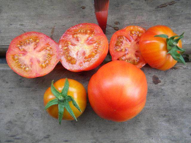 Early varieties of tomatoes for greenhouses