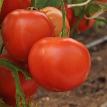 Early varieties of tomatoes for greenhouses