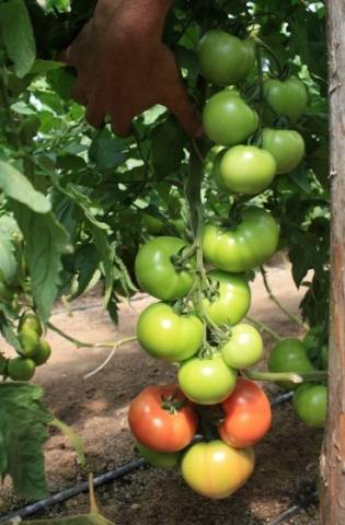 Early varieties of tomatoes for greenhouses