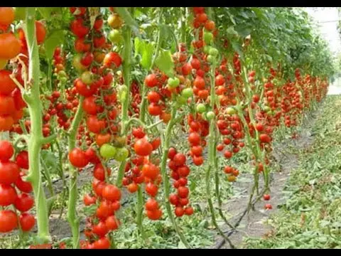 Early varieties of tomatoes for greenhouses