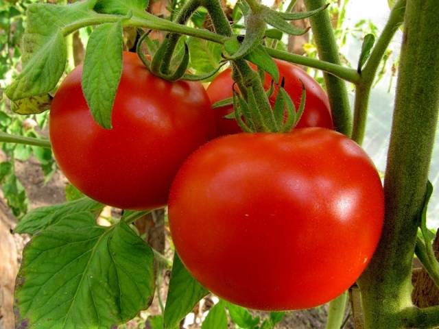 Early varieties of tomatoes for greenhouses