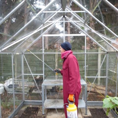 Early varieties of tomatoes for greenhouses