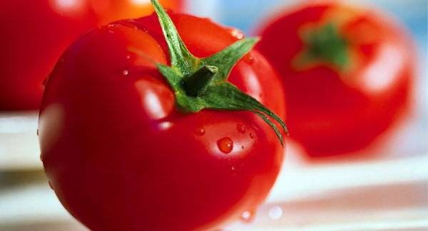 Early varieties of tomatoes for greenhouses