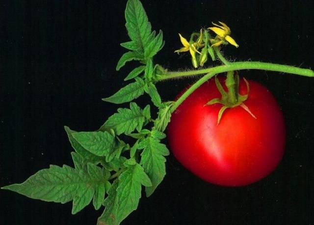 Early varieties of tomatoes for greenhouses