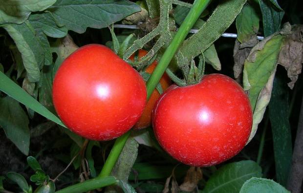 Early varieties of tomatoes for greenhouses