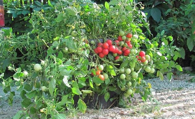 Early varieties of tomatoes for greenhouses