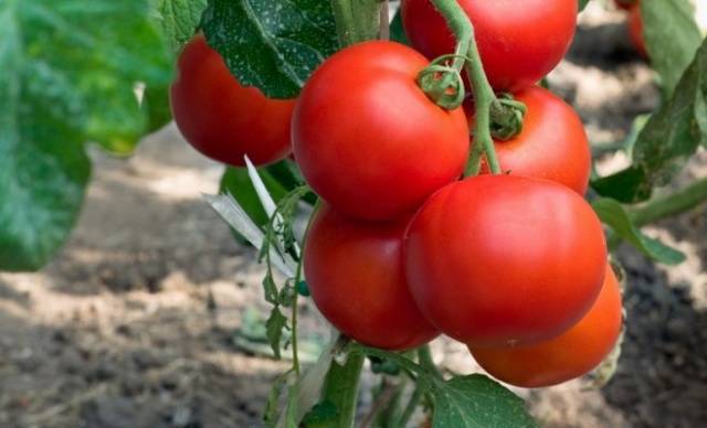 Early varieties of tomatoes for greenhouses