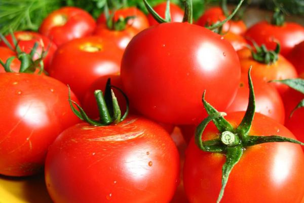 Early varieties of tomatoes for greenhouses: a list of the best