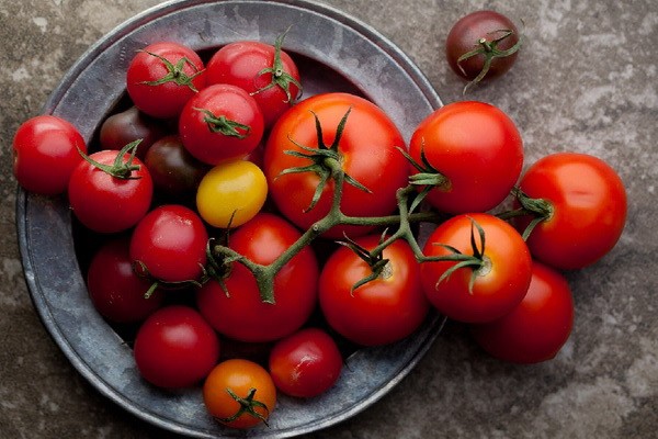 Early varieties of tomatoes for greenhouses: a list of the best