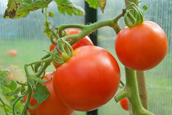 Early varieties of tomatoes for greenhouses: a list of the best