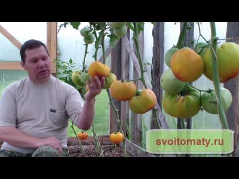 Early varieties of tomatoes for greenhouses: a list of the best