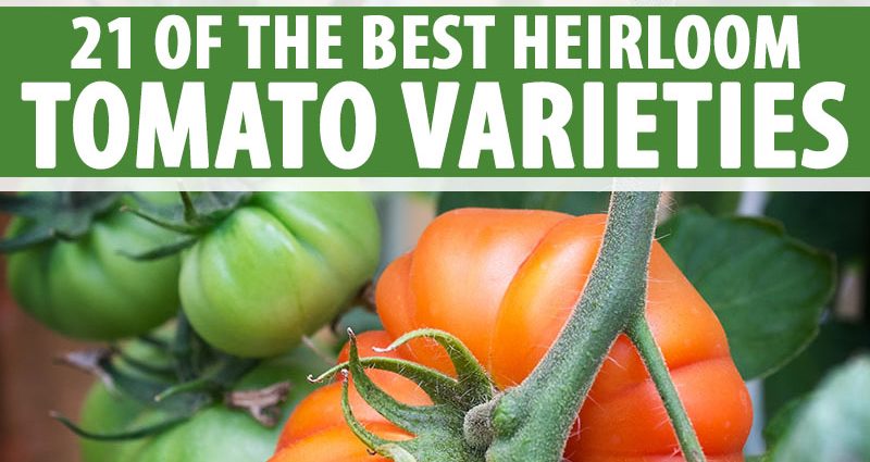 Early varieties of tomatoes for greenhouses: a list of the best