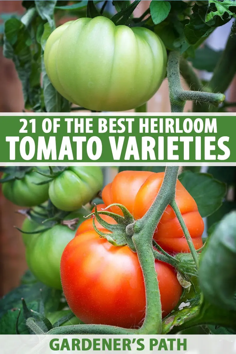 Early varieties of tomatoes for greenhouses: a list of the best