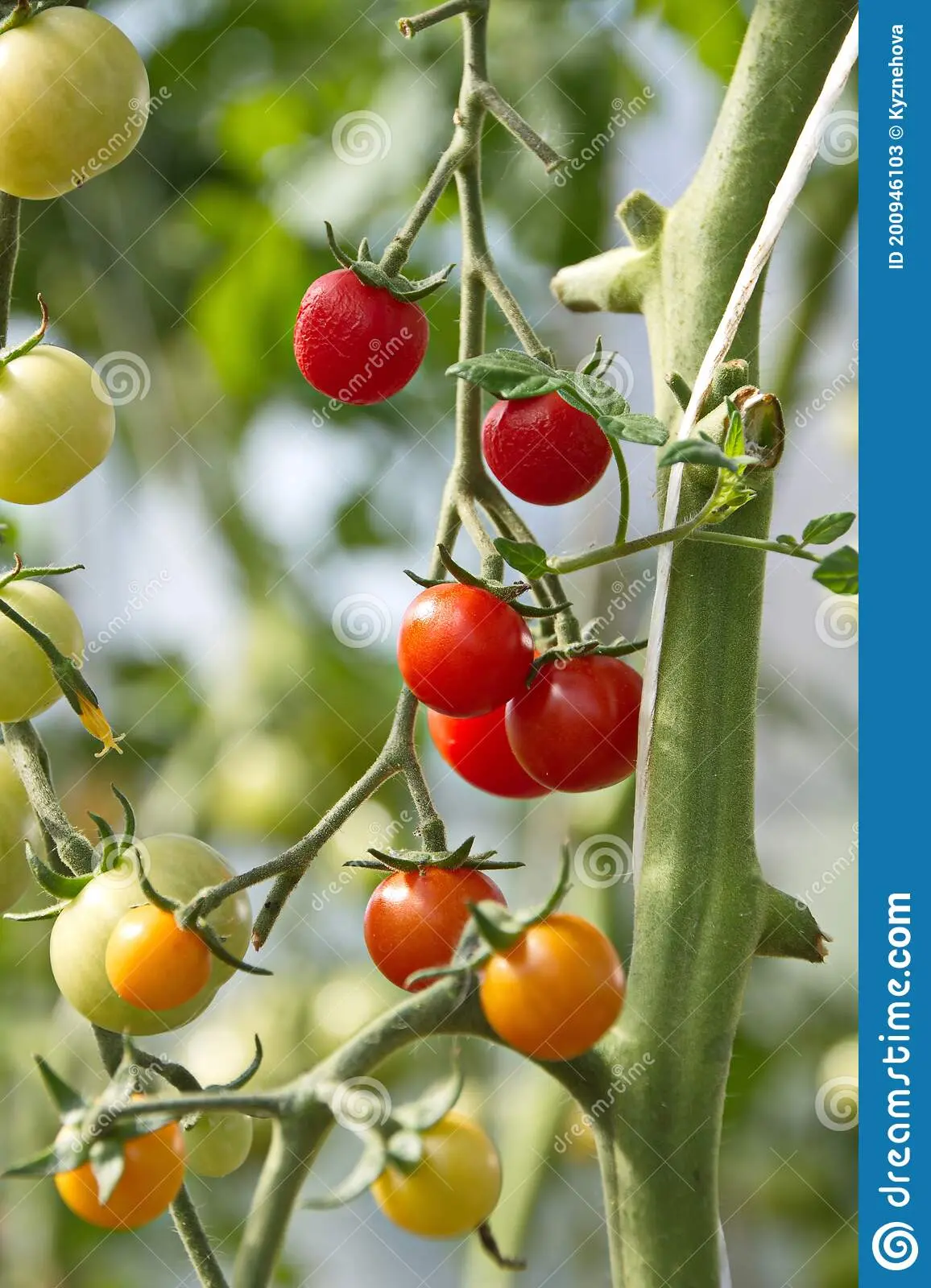 Early varieties of tomatoes for greenhouses