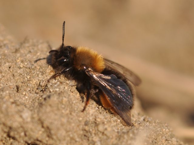 Earth bees: photo, how to get rid of