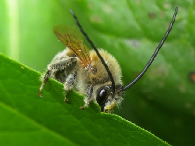 Earth bees: photo, how to get rid of