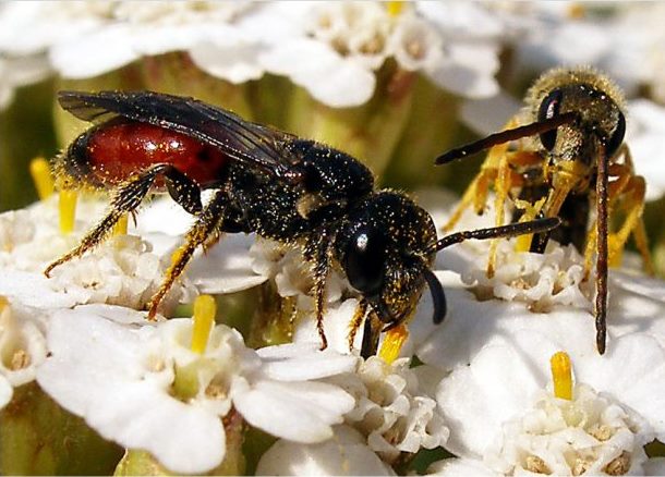 Earth bees: photo, how to get rid of