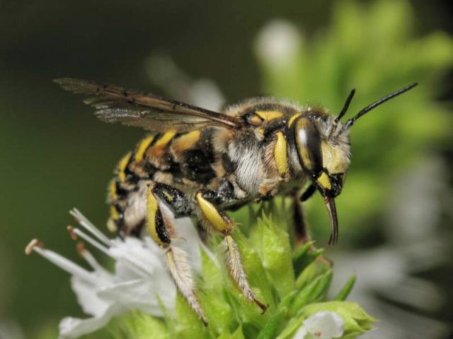 Earth bees: photo, how to get rid of