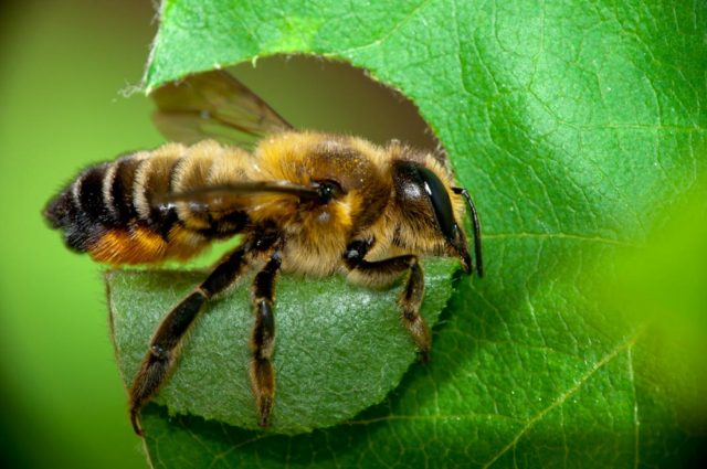 Earth bees: photo, how to get rid of