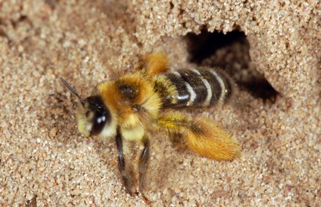 Earth bees: photo, how to get rid of