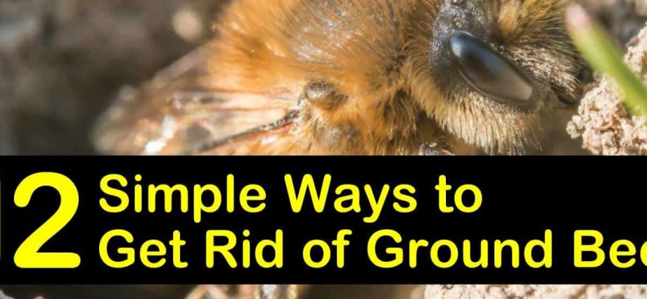 Earth bees: photo, how to get rid of