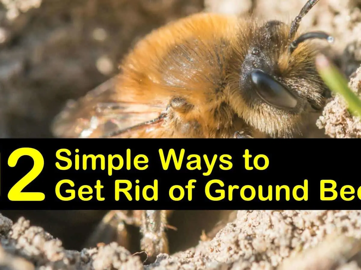 Earth bees: photo, how to get rid of