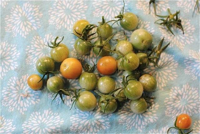 Easy recipe for small green pickled tomatoes