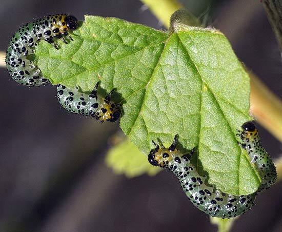 Eaten gooseberry leaves: who eats, photo, fight against green caterpillars with folk remedies and chemicals