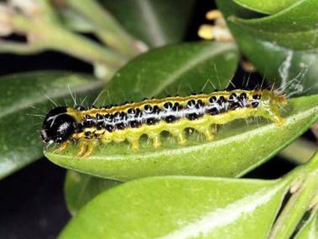 Eaten gooseberry leaves: who eats, photo, fight against green caterpillars with folk remedies and chemicals