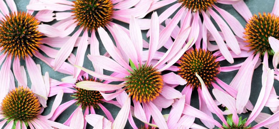 Echinacea purpurea &#8211; properties, application, contraindications