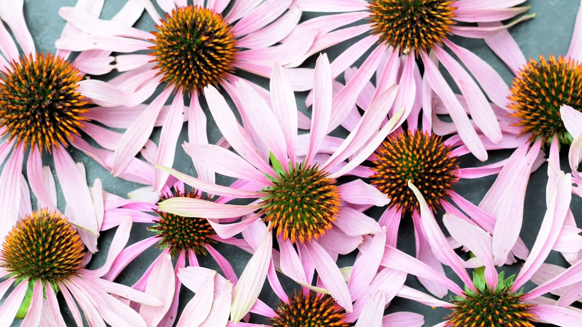 Echinacea purpurea &#8211; properties, application, contraindications