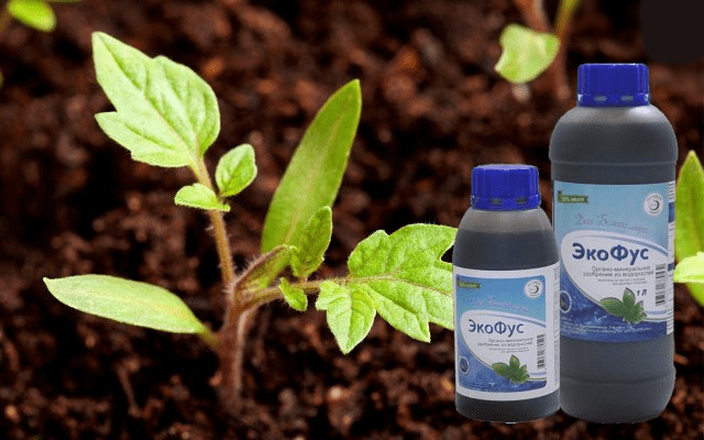 Ecofus fertilizer: application rules, reviews, composition, shelf life