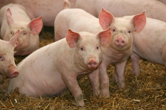 Edema disease of pigs (pigs): treatment and prevention